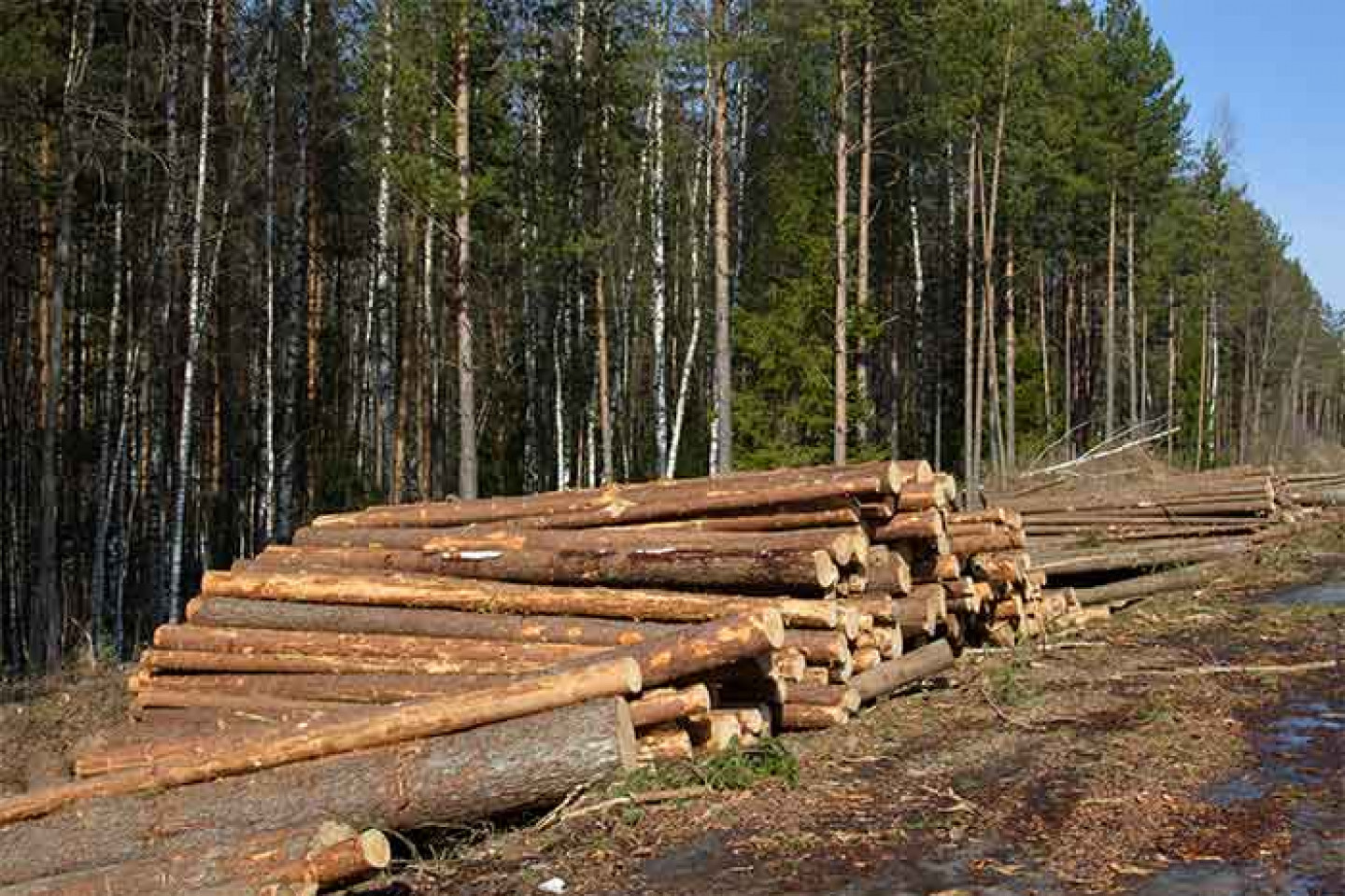 Selective Logging | Oak Harbor, Anacortes & Mount Vernon, WA | All ...