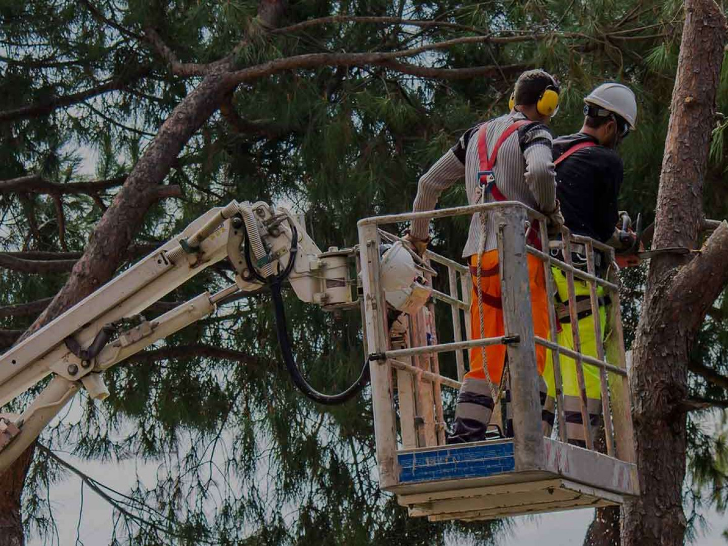 tree topping in anacortes wa