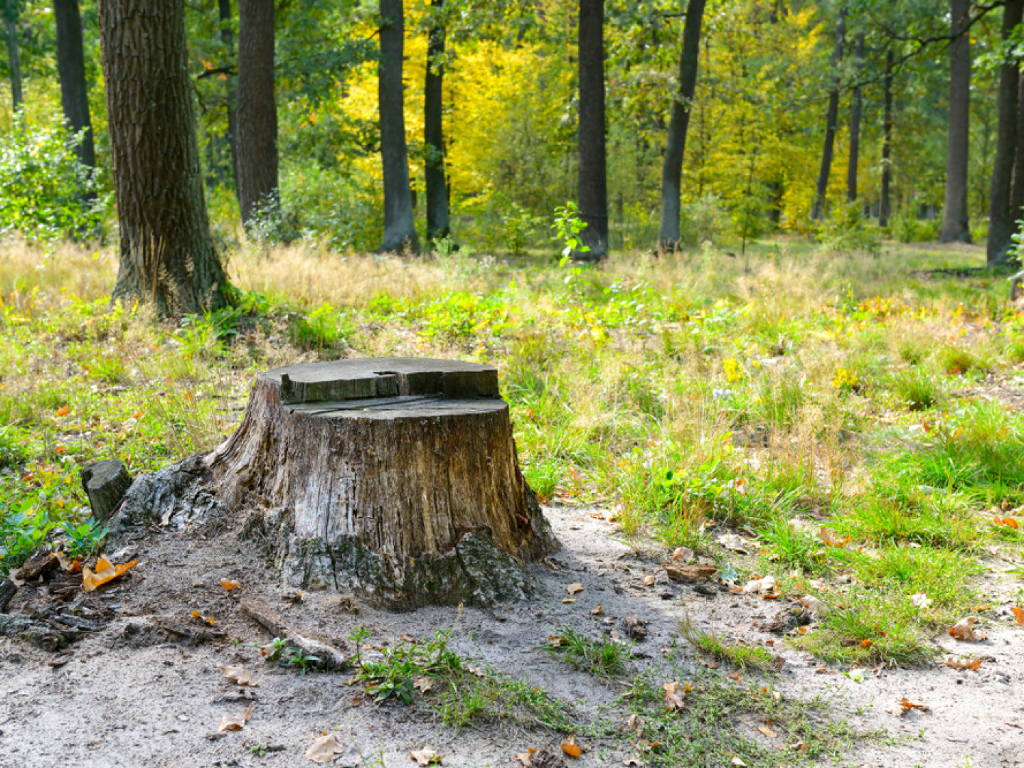 Put an End to Annoying Tree Stumps